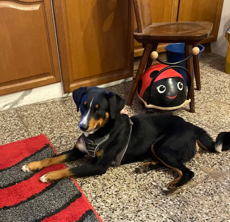 同窝幼犬照片: Puppy