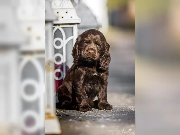 Englisch Cocker Spaniel Welpen aus Liebhaberzucht seit 2007 1 Rüde sucht main gallery image