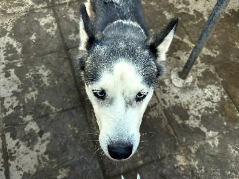 Freya – Husky