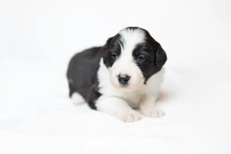 Hounted Soul of Krayenburg – štěně Border Collie