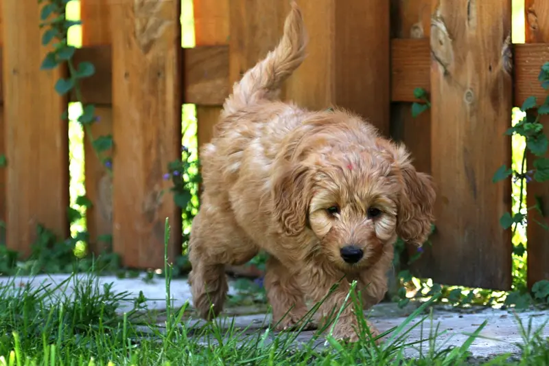 Goldendoodle opdragelse: Træningstips til din hund