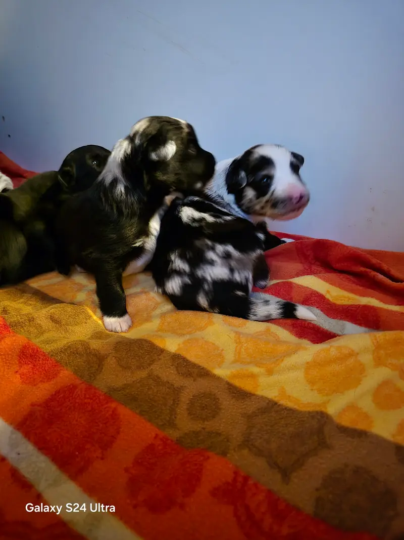 صورة بطن الجراء: Boomer