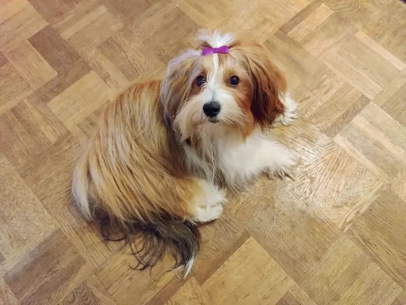 Mirabellas Zazou