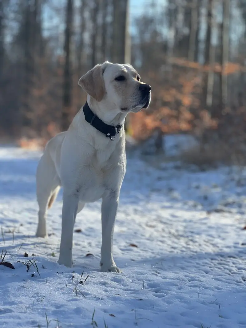 Deckrüde – Labrador Retriever hvalp