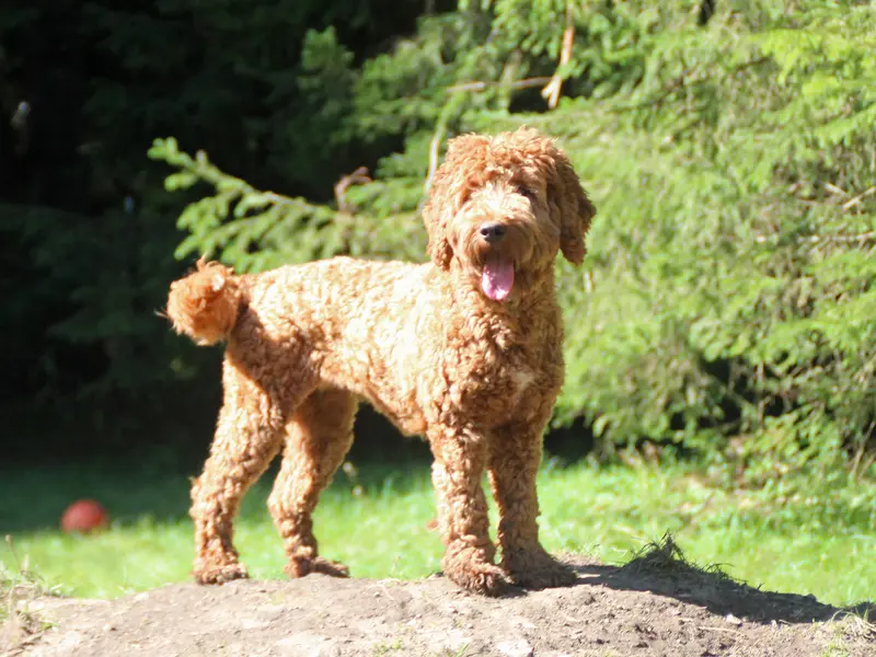 Pepita