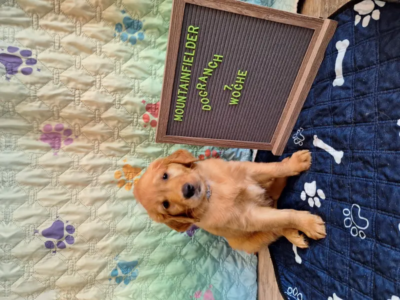 Alois von der Mountainfielder Dog-Ranch