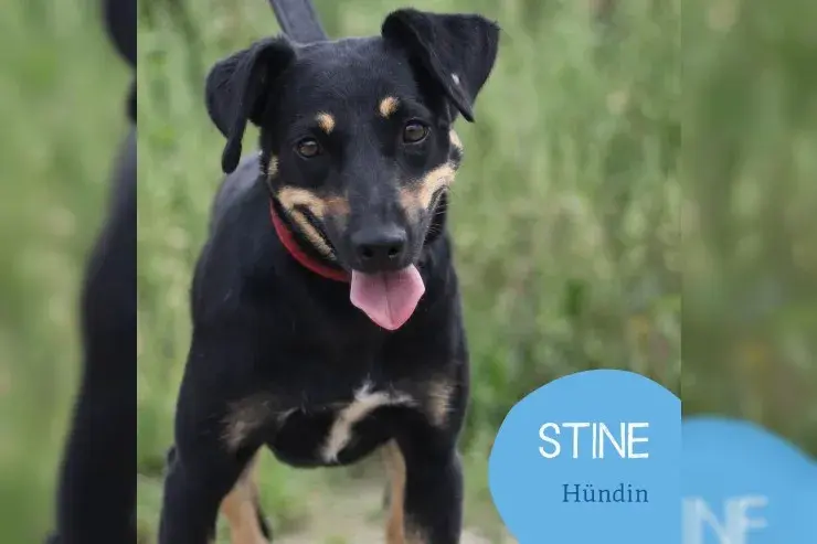 Stine main gallery image