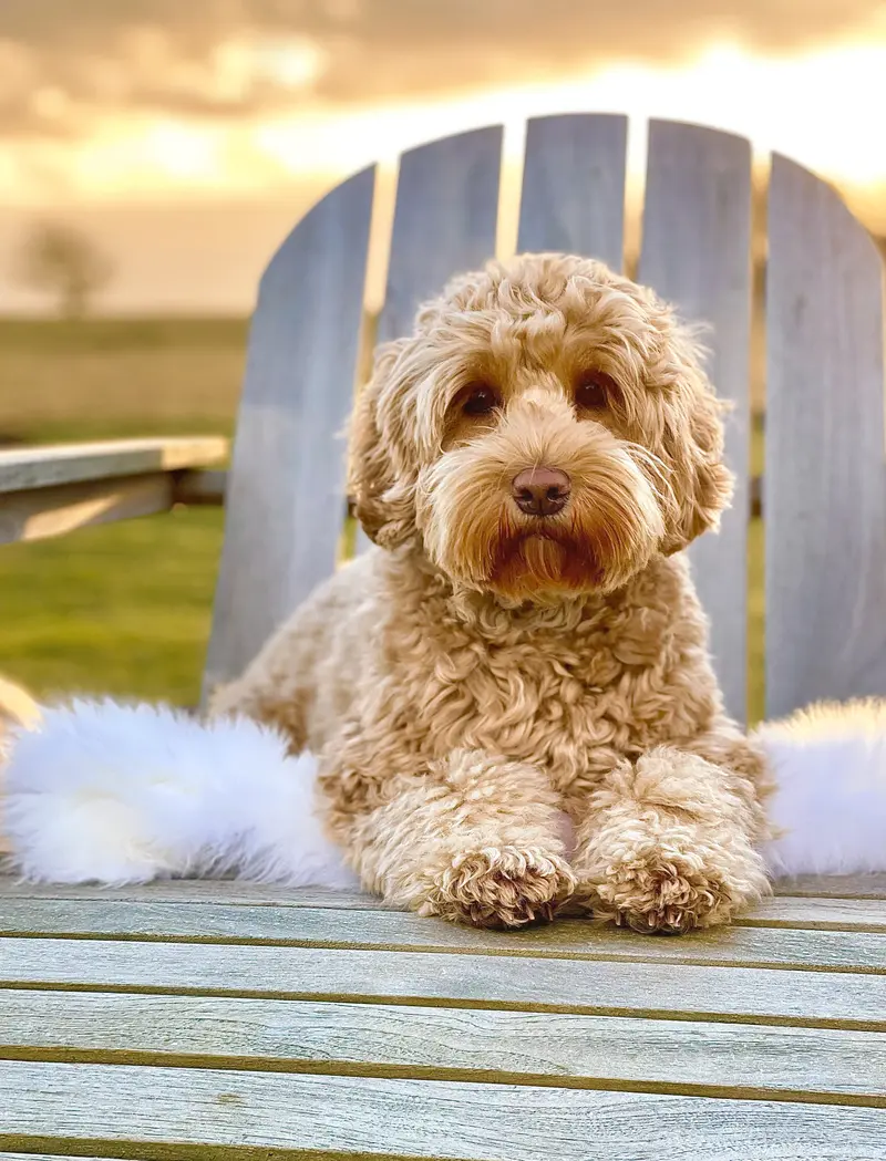 Heart & Soul Doodles Australian Labradoodles main gallery image