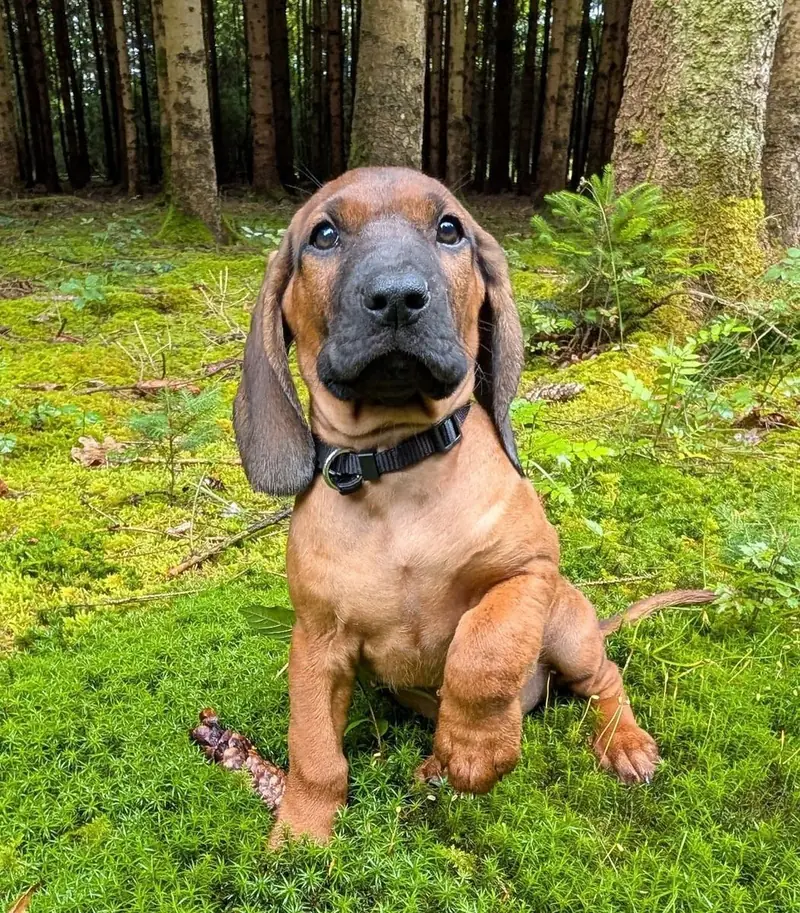 Rüde