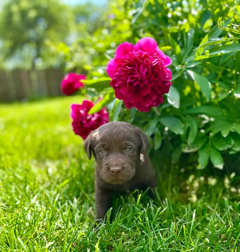 Merlin