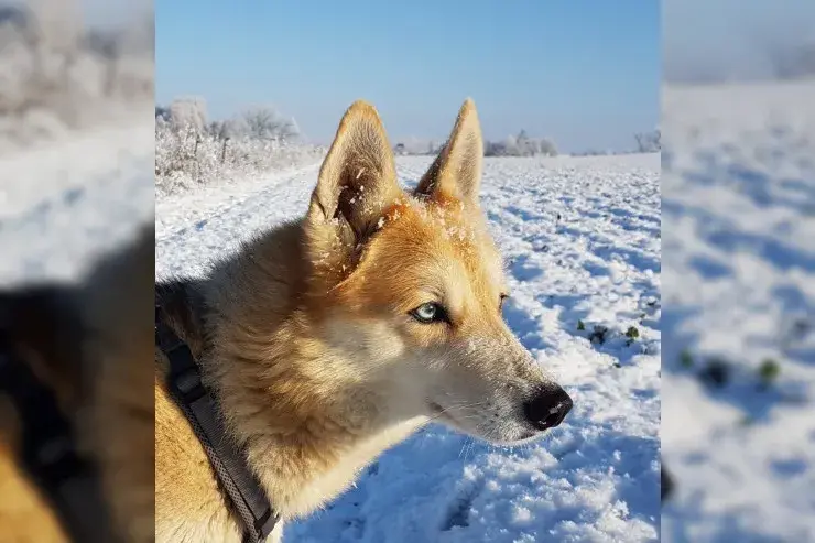Laika main gallery image