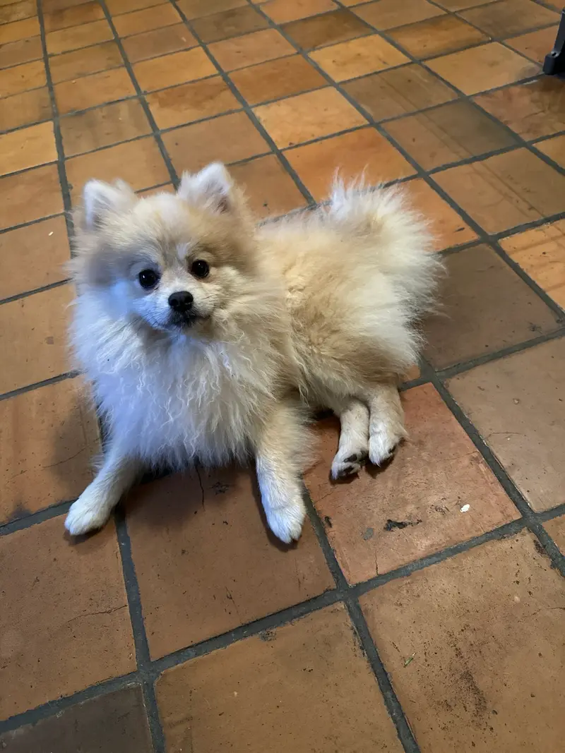 Snowie
