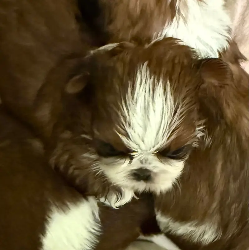 VDH Shih Tzu Zwinger hat wieder Welpen main gallery image