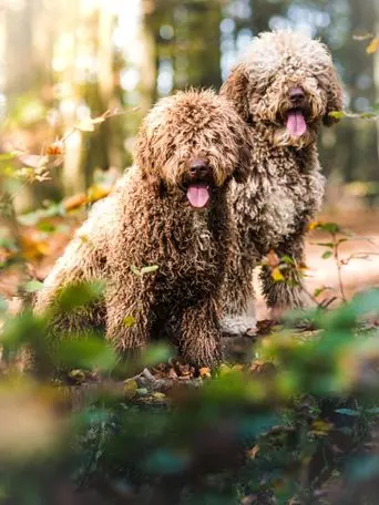 Spansk vandhund temperament: Karakter, væsen & personlighed