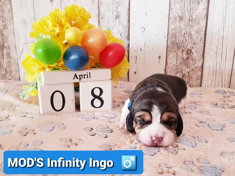Ingo