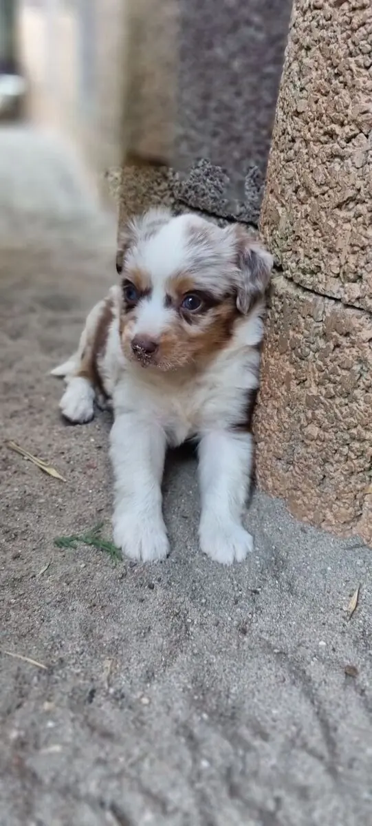 Mini Australian Shepherd schenken dir ihr Herz Auszug ende Juli main gallery image
