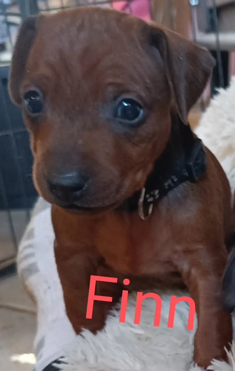 Prinz Finn vom edlen Adel 