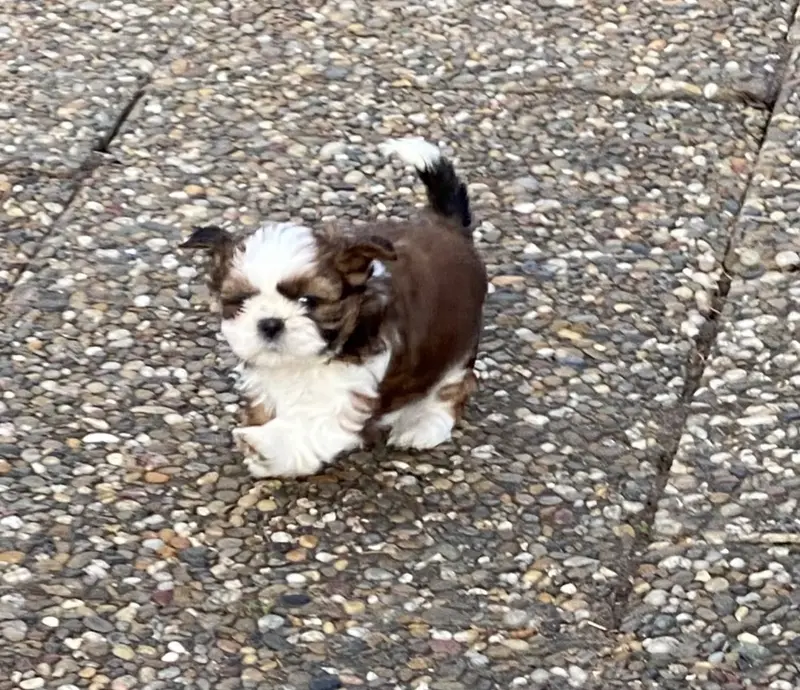 Shih Tzu von Cyname’s main gallery image