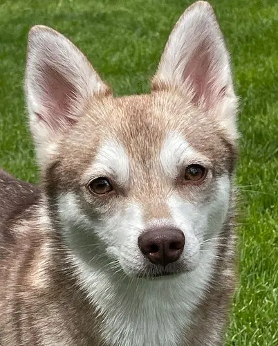 Loki