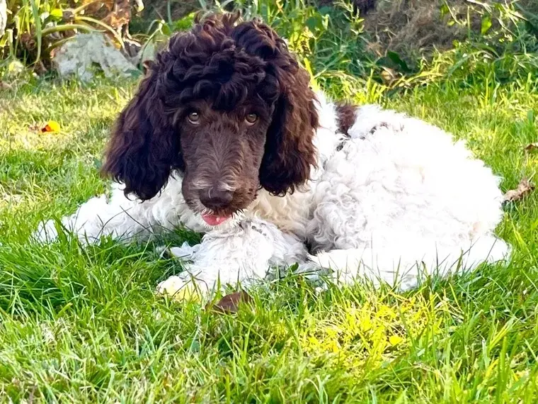 Charly