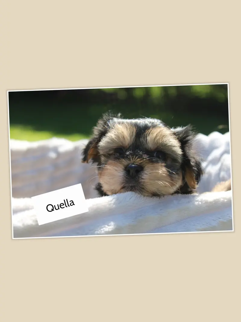 Quella