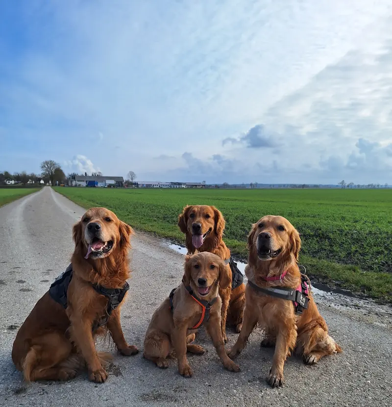 von der Mountainfielder Dog-Ranch main gallery image