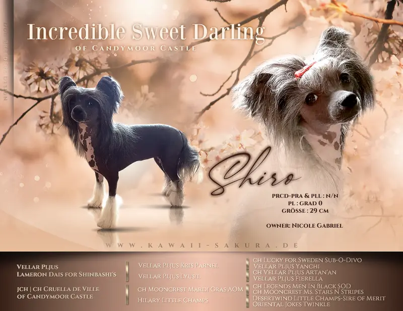 Kennel Kawaii Sakura Chinese Crested dog main gallery image
