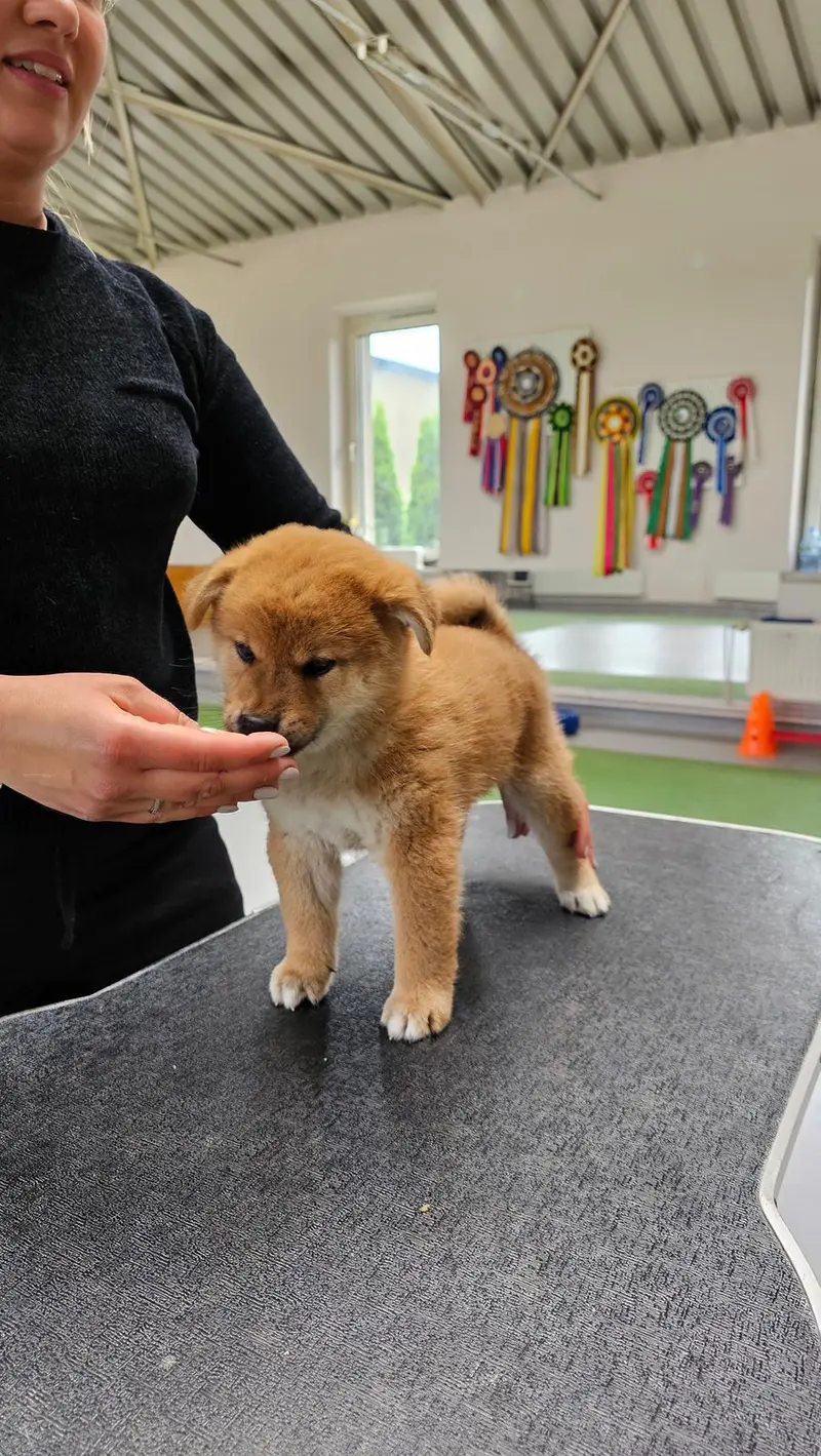 AME NO KOE AGGAYU Go Respect the Shiba