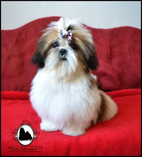 Shih Tzu vom Eulenpark main gallery image
