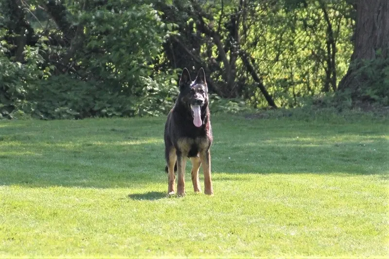 Hank vom Haus Rasko