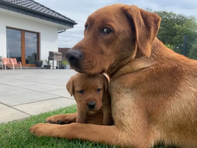 同窝幼犬照片: Puppy