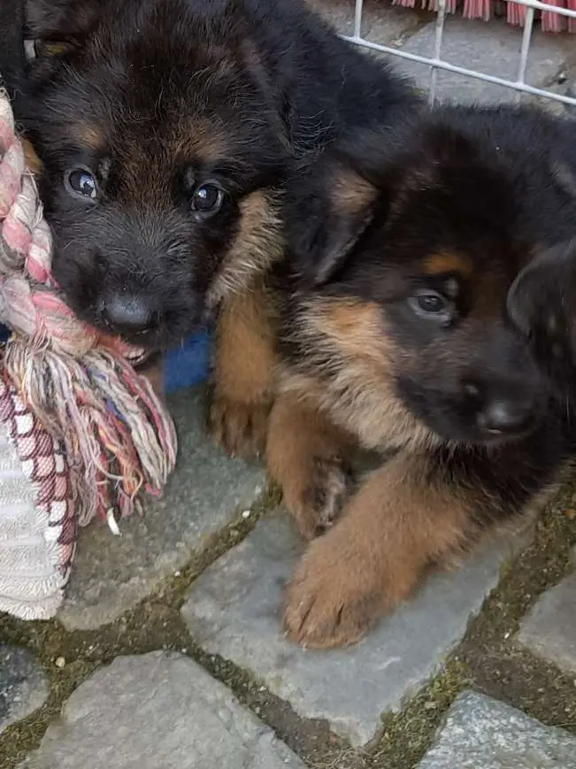 Foto della cucciolata: Puppy