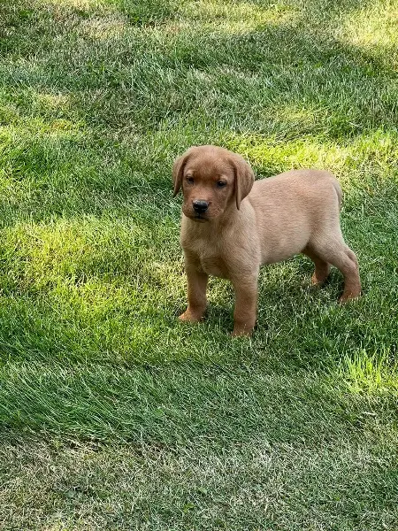 Foto des Wurfs: Puppy