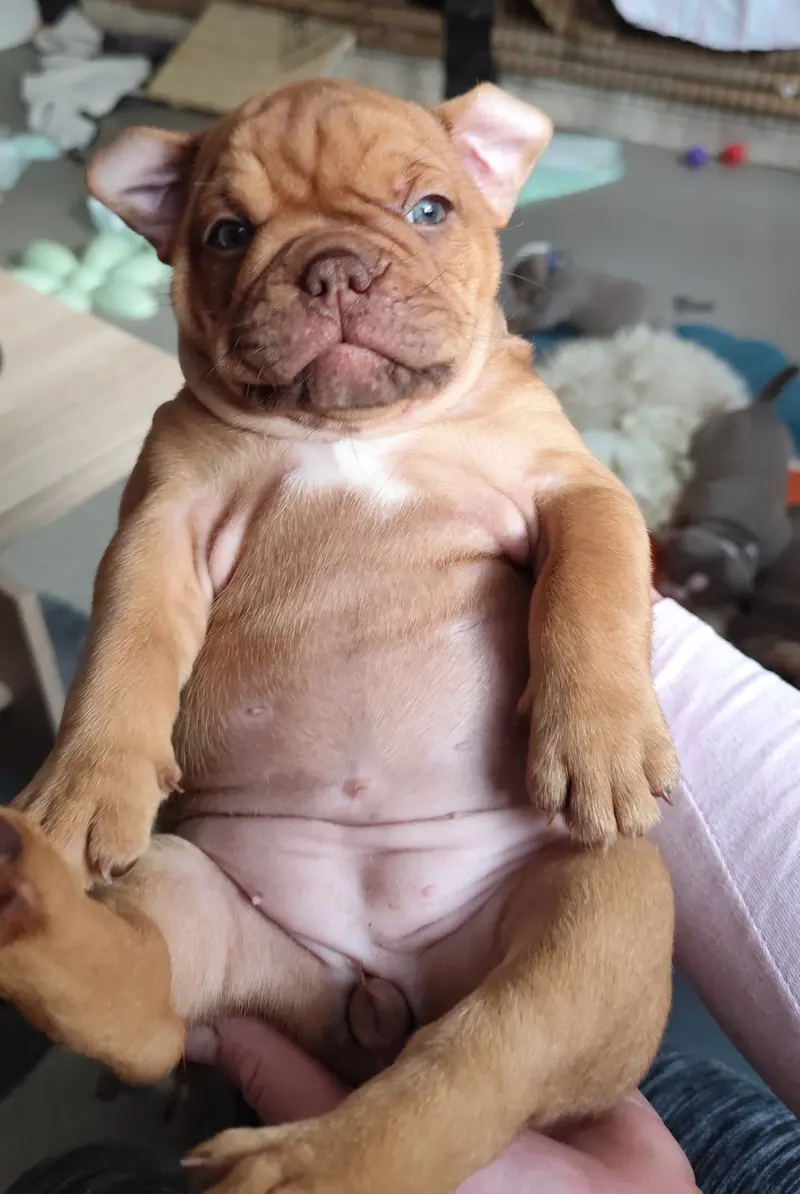 Amy – štěně Old English Bulldog