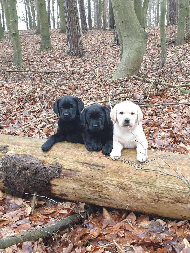 Labradorzucht "Von der Gandenitzer Heide" main gallery image