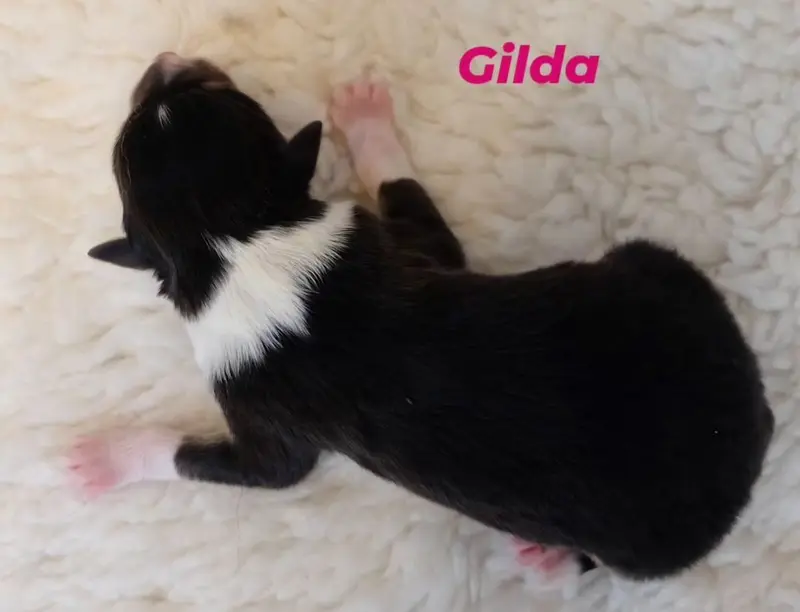 Gilda von der Brettachwiese