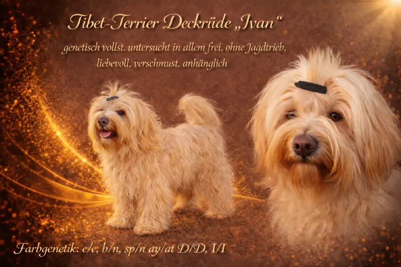 Deckrüde Tibet Terrier in gold (kein Zobel) mit Papieren (Champion) main gallery image