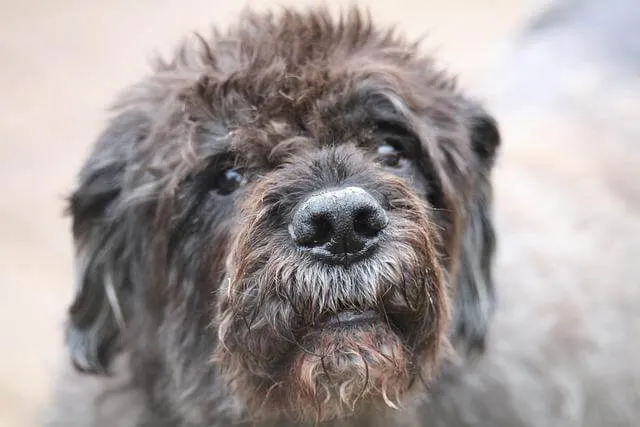 Bouvier des Flandres — raceportræt