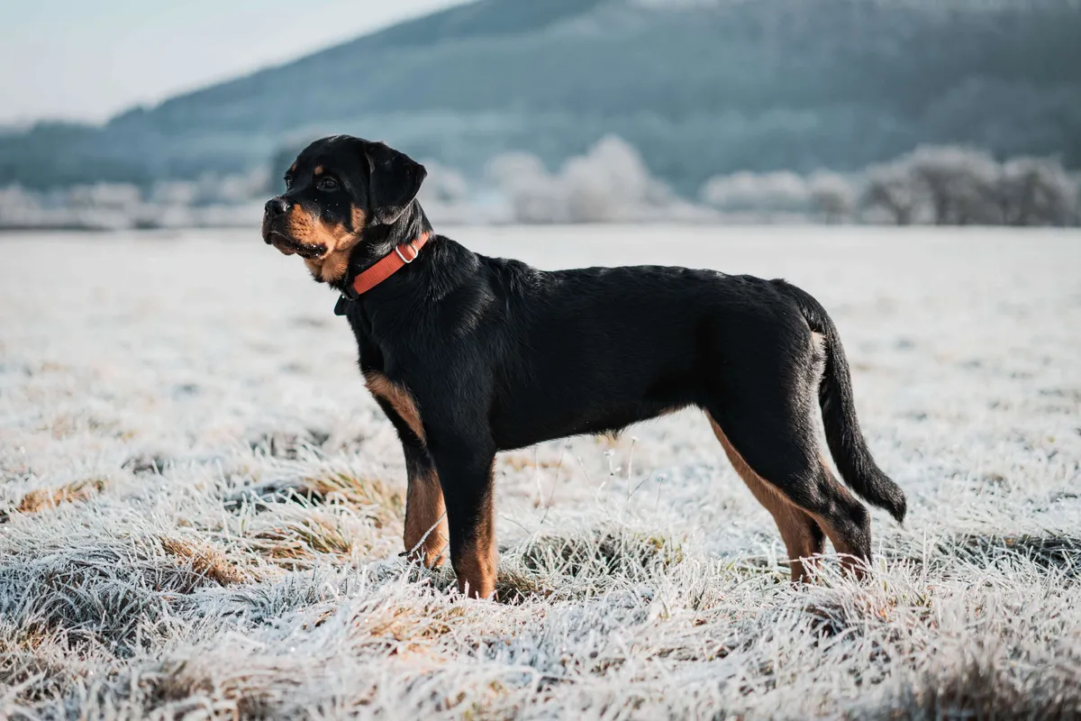 Rottweiler — raceportræt