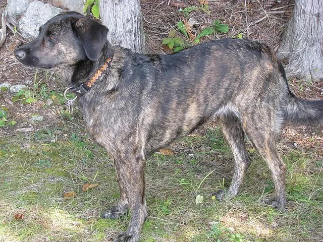Treeing Tennessee Brindle — raceportræt