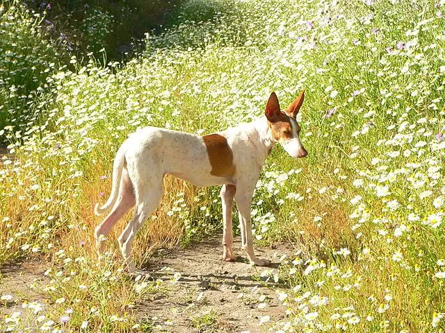 Podenco Canario — ırk portresi