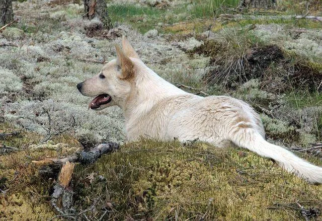 Kanaänhond — rasportret