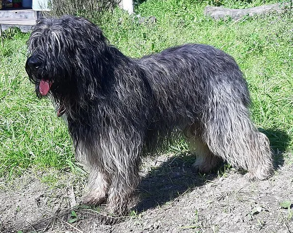 Cão da Serra de Aires — rasportret