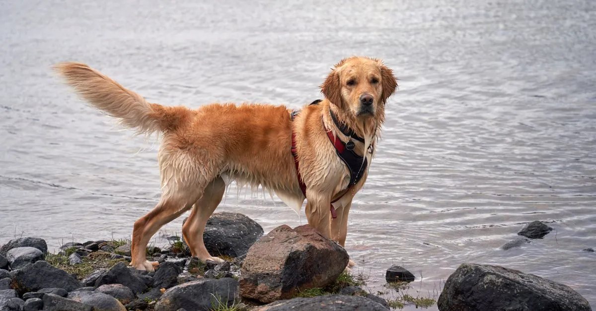 Cyanobactéries chien : danger et prévention en été