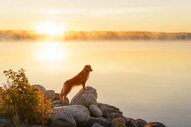 Nova Scotia Duck Tolling Retriever — rasportret