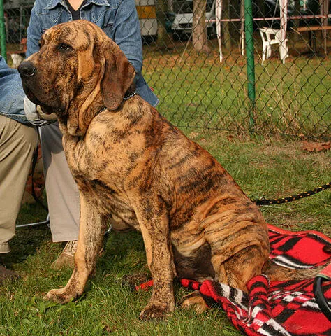 Fila Brasileiro — raceportræt