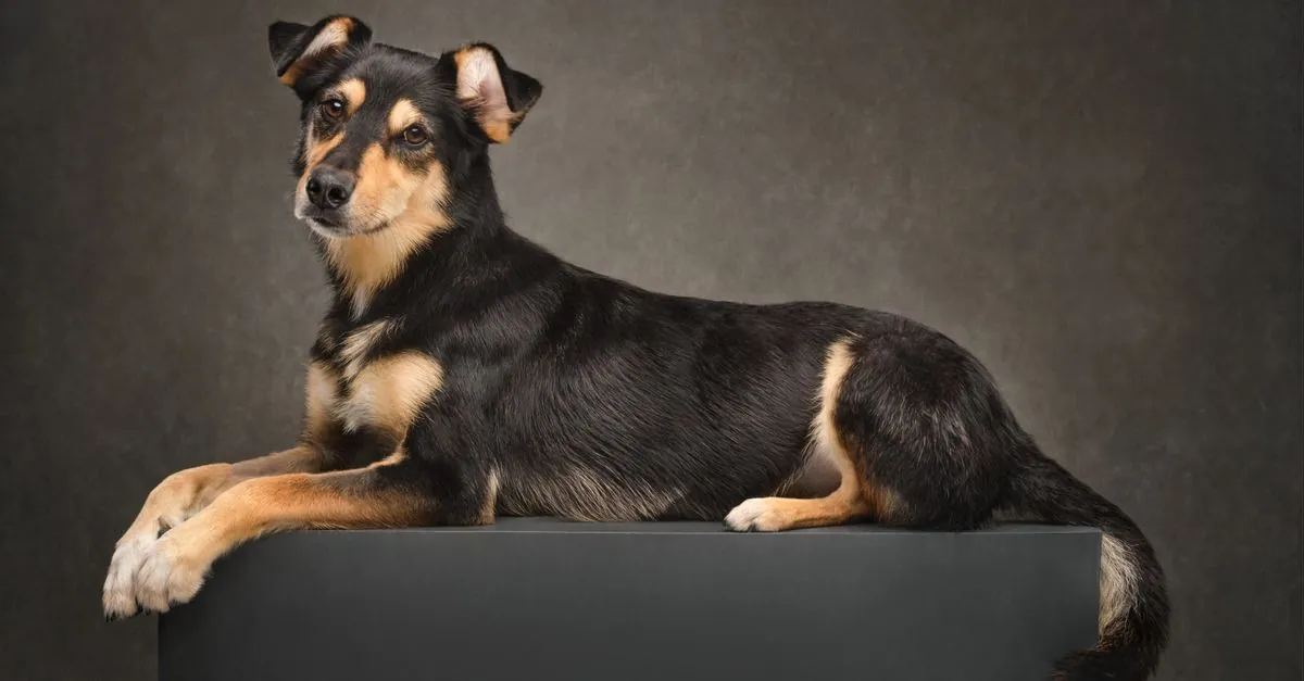 Yavru Köpek Ticareti Artışta: Bilmeniz Gerekenler