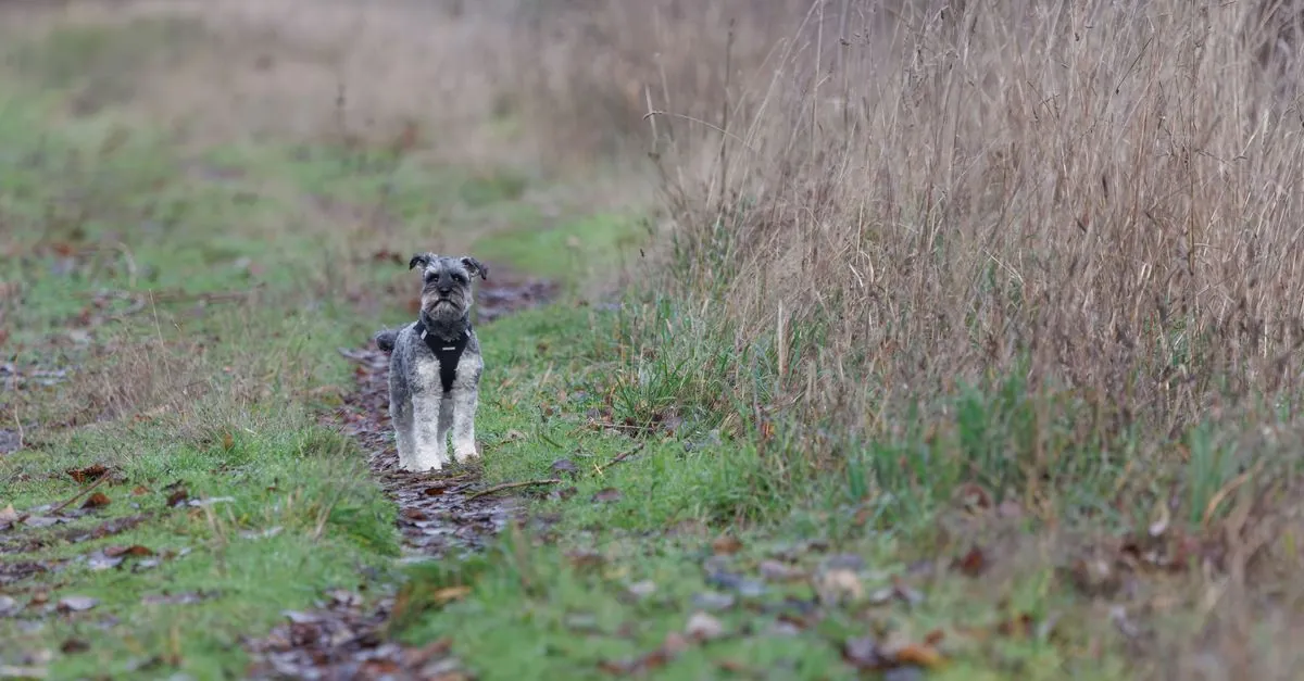 Vandretur med hund om efteråret: Tips og udstyr