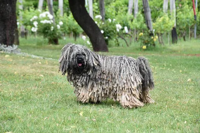 Puli — raceportræt