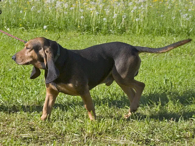 Jura Laufhund — raceportræt